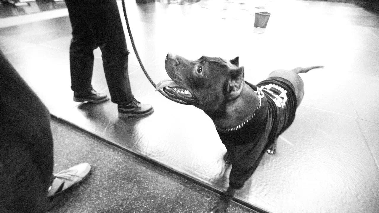 Велюровое худи для собак TOP DOG Велюровое худи для собак TOP DOG